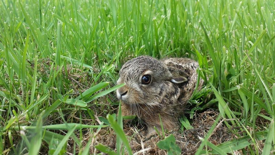 Nezachraňujte „opuštěná“ mláďata
